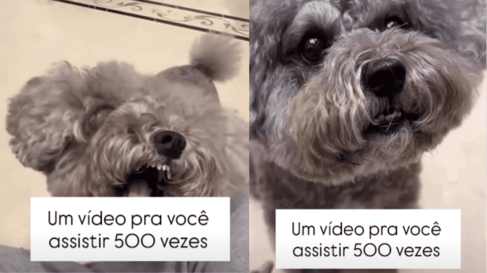 Vídeo de poodle cinza pedindo petiscos conquista a internet: 