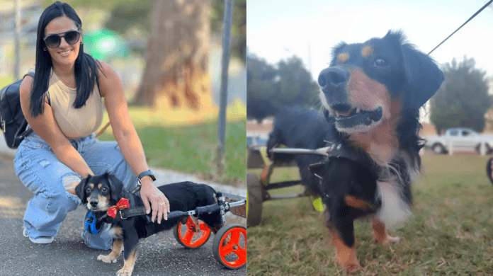 Nick, o vira-lata de Americana que sobreviveu à cinomose e conquistou a internet com sua alegria irresistível