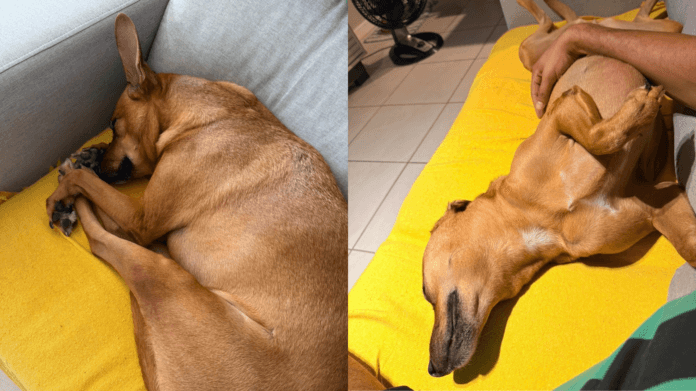 Seu cachorro sonha com você: Harvard explica por que você é o grande protagonista das noites do seu pet