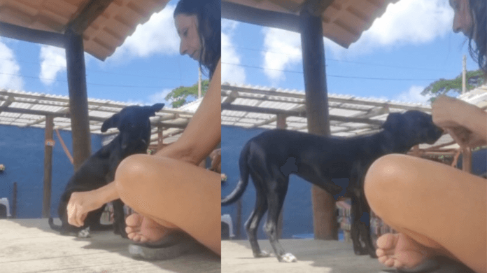 Amor que cura: Rockita está quase pronta para levar alegria e conforto a pacientes em hospitais