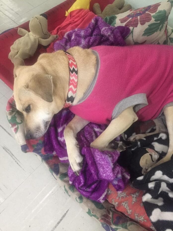 Após morte de Orelha, a discussão sobre pets comunitários ganha força no Brasil