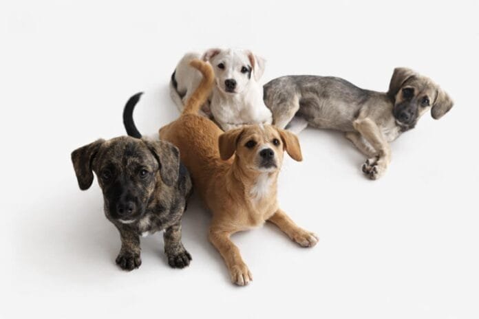 Shopping na Zona Sul de SP abre as portas para pets que esperam por uma segunda chance