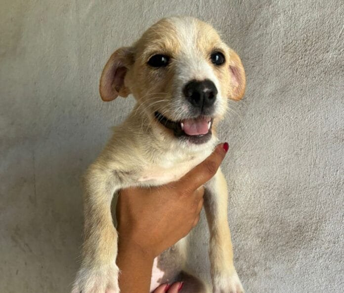 Shopping Frei Caneca recebe evento de adoção de pets neste sábado