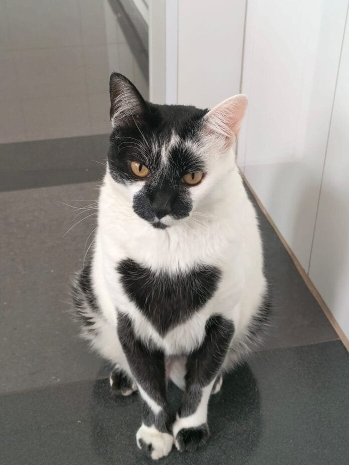 Thor, o Gato do Coração: a história que celebra o Dia Mundial do Gato e inspira adoções