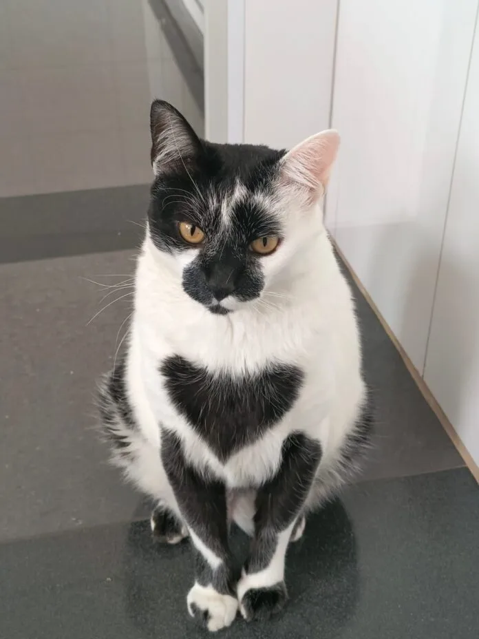 Thor vencedor do concurso Gato SRD Mais Bonito do Brasil em 2025 com mancha em formato de coração