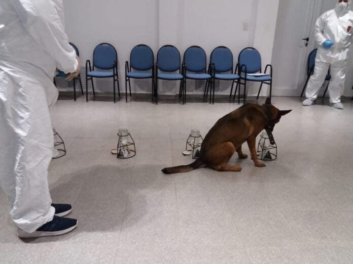 Narizes a serviço da lei: como os cães estão revolucionando as investigações criminais