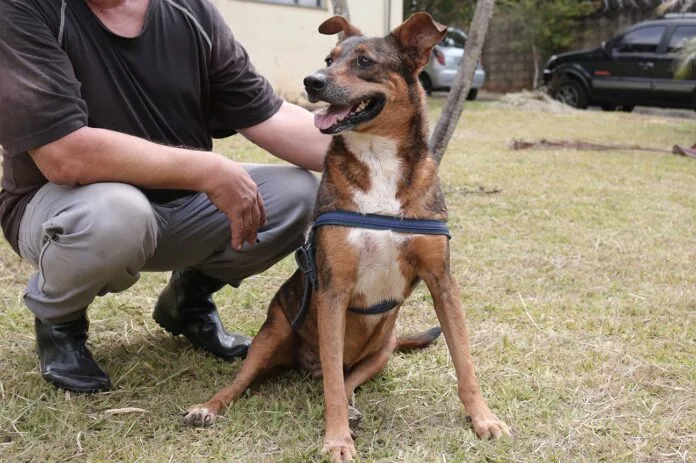 Feira de adoção no Parque Cidade: cães e gatos do Lar Temporário buscam um novo lar neste sábado
