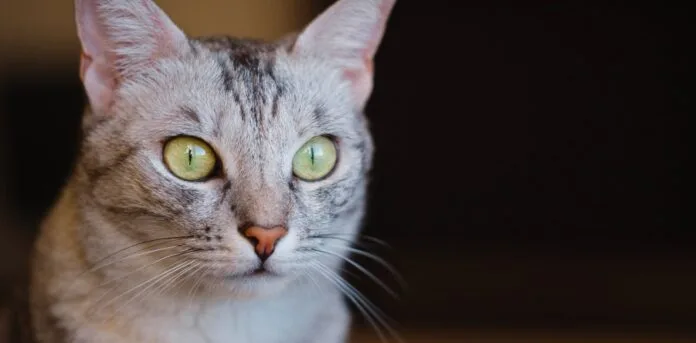 Encontro Felino no Shopping Piracicaba oferece orientações gratuitas e incentiva adoção responsável