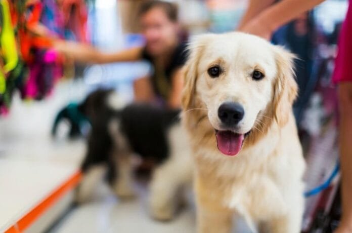 Feira de Adoção Pet no Campinas Shopping promove encontro especial com aulas de adestramento