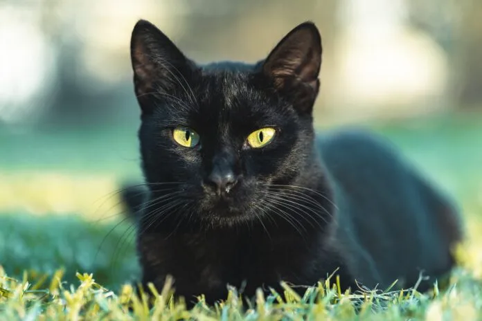 Sexta-feira 13: dia de alerta para proteger animais pretos da superstição e crueldade