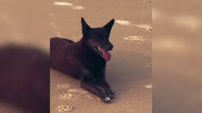 Polícia conclui investigação sobre morte do cão Orelha e agressão ao Caramelo em Santa Catarina