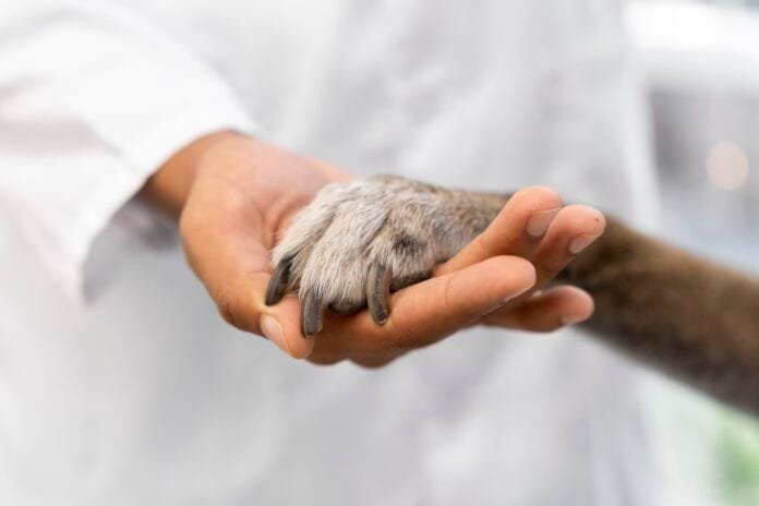 Campinas amplia em 50% castrações gratuitas e prevê 15 mil procedimentos em 2026