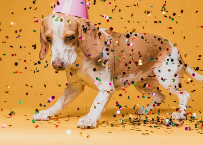 Carnaval pet friendly: shopping em SP promove oficina gratuita de customização de acessórios para a folia