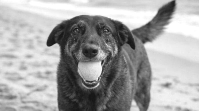 Cão Orelha: as falhas na justiça restaurativa, o incentivo à impunidade e a normalização da violência contra animais no Brasil