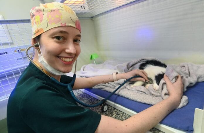 Campinas avança na proteção animal: PUC-Campinas começa a atender resgates do Samu Animal e gatos ganham novo gatil