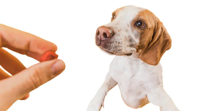 Devo dar ômega 3 para cão e gato?
