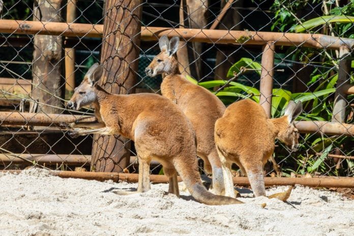 Tem canguru no Brasil? Zoológico de São Paulo ganha cangurus-vermelhos no mês em que completa 68 anos