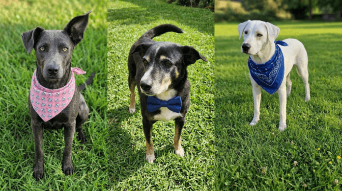 Quer adotar um pet? Feira de adoção com animais resgatados ocorre neste domingo, em Campinas (SP)