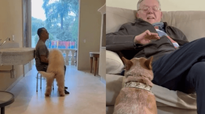 Cães abandonados podem salvar vidas? Encontro entre especialistas coloca proposta de política pública em debate