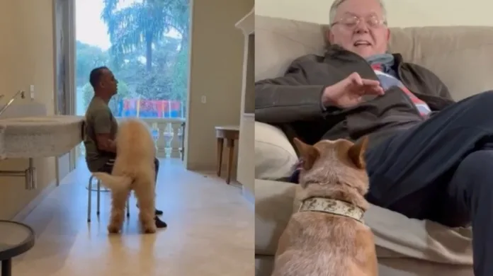 Cães abandonados podem salvar vidas? Encontro entre especialistas coloca proposta de política pública em debate