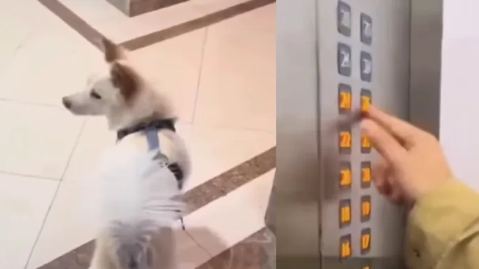 Moradora aperta todos os botões do elevador e salva um cachorro perdido