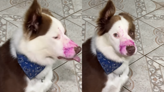 Paçoca comeu pitaya? Border Collie flagrado com focinho colorido vira hit nas redes