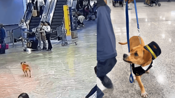 De vira-lata perdida a mascote oficial: a história de Charlie, a cachorrinha que conquistou o Aeroporto de Guarulhos