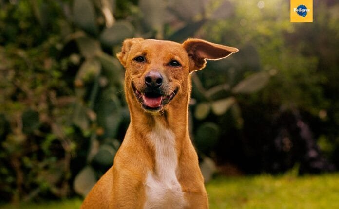 Pedigree usa inteligência artificial para aproximar tutores de cães que aguardam adoção