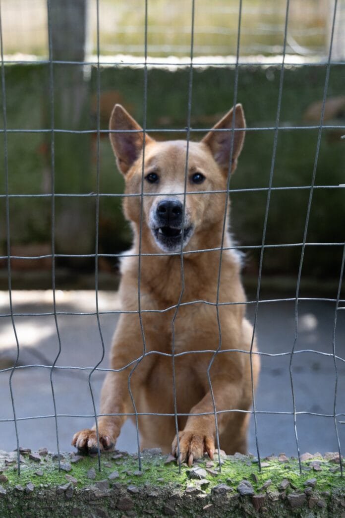 Ventura Shopping abre espaço para adoção responsável neste sábado em Curitiba
