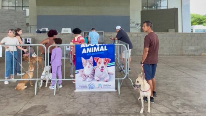 Evento de adoção em Limeira busca novos lares para cães e gatos neste sábado