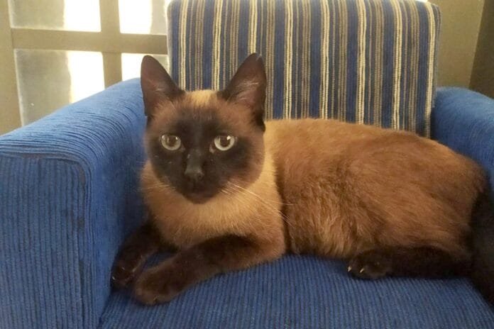 Microchip ajuda gato desaparecido a voltar para casa após um mês longe da tutora