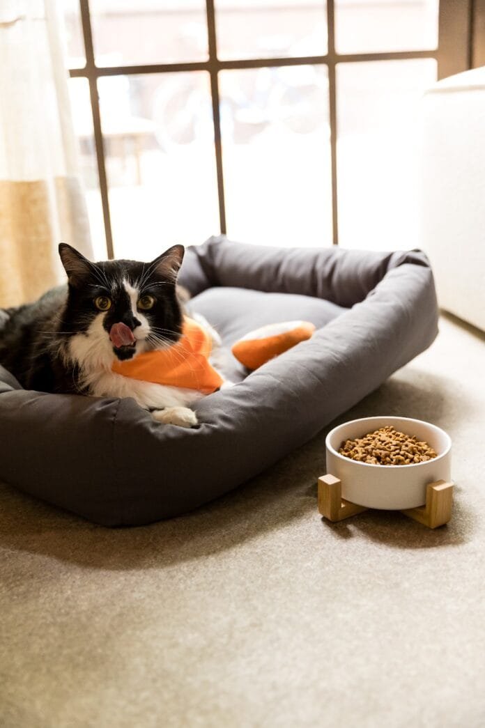 Seu pet vai engordar depois de castrar? Veja o que os estudos dizem