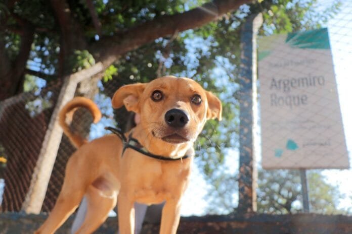Pets agora podem circular livremente em parques