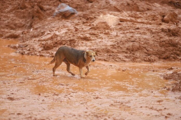 Senado aprova política nacional para proteger animais resgatados em desastres