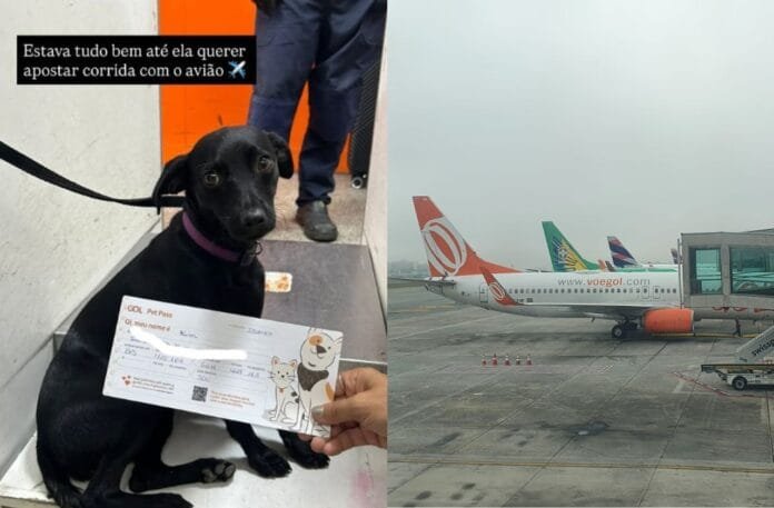 Quem é a cachorrinha que parou o Aeroporto de Congonhas?