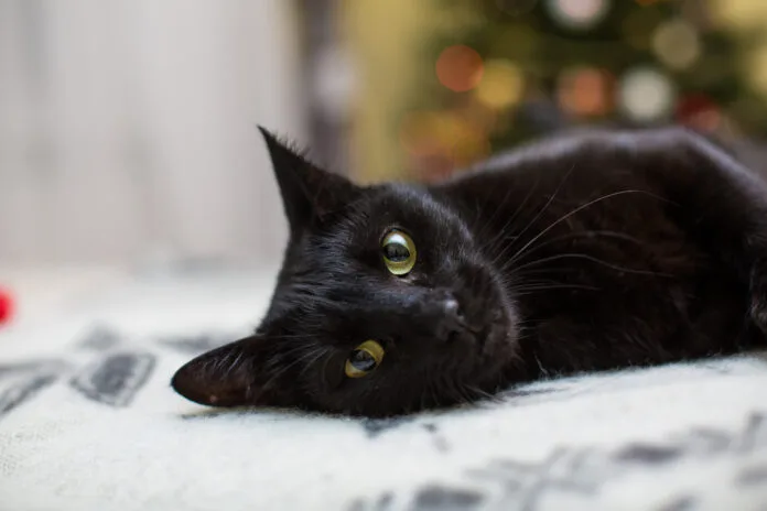 Sexta-feira 13: pesquisa revela que superstição ainda afasta famílias de adotar gatos pretos no Brasil