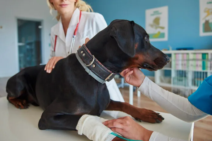 Câncer em pets cresce e terapias como Viscum album e ozonioterapia ganham destaque no tratamento integrativo