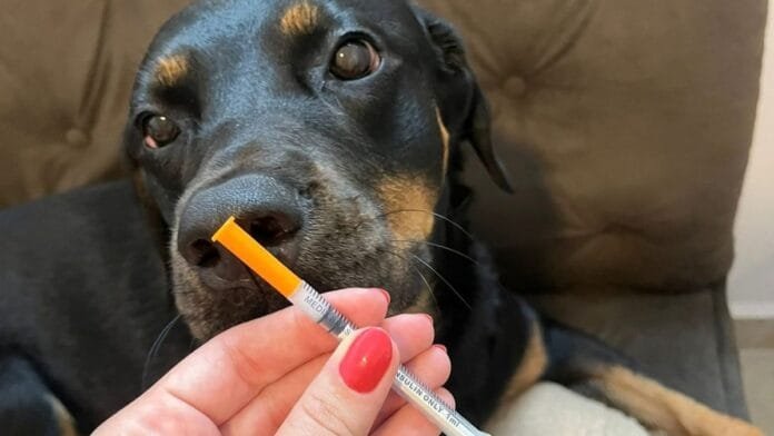 Cachorro tem diabetes? Sim. E uma cadela virou febre nas redes e guia para tutores de pets diabéticos no país inteiro