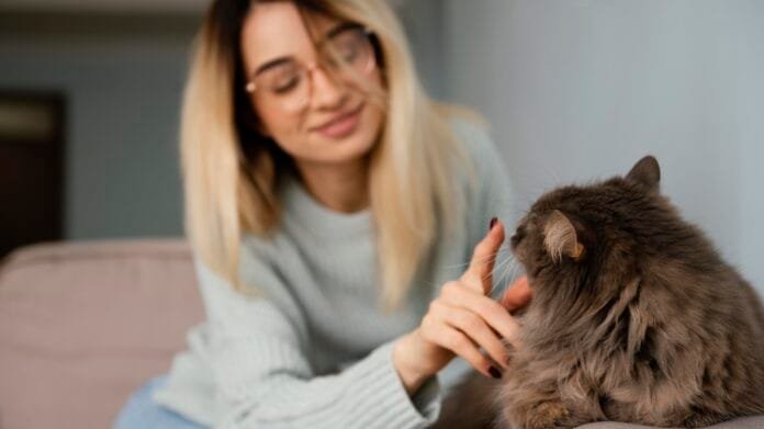 Por que os gatos são menos mimados que os cães?