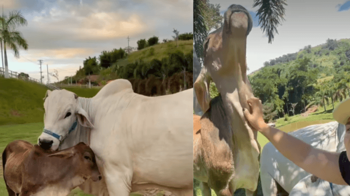 Farofa: a irmã do Boi Churrasco que conquistou a internet