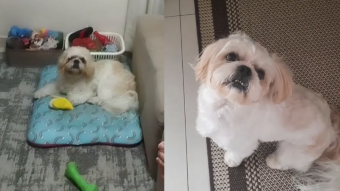 Seu cachorro entende o que você fala?