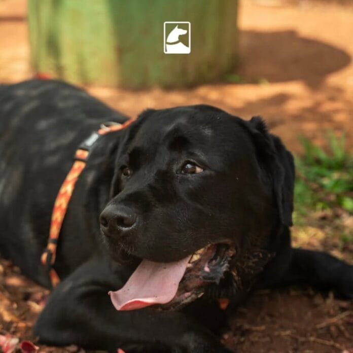 Café, afeto e adoção: evento no Cambuí conecta pets resgatados a novos lares