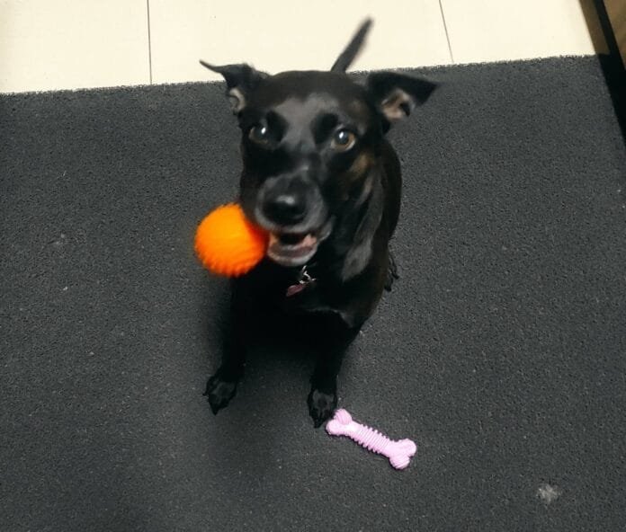 Você sabe quantos anos tem o seu pet?