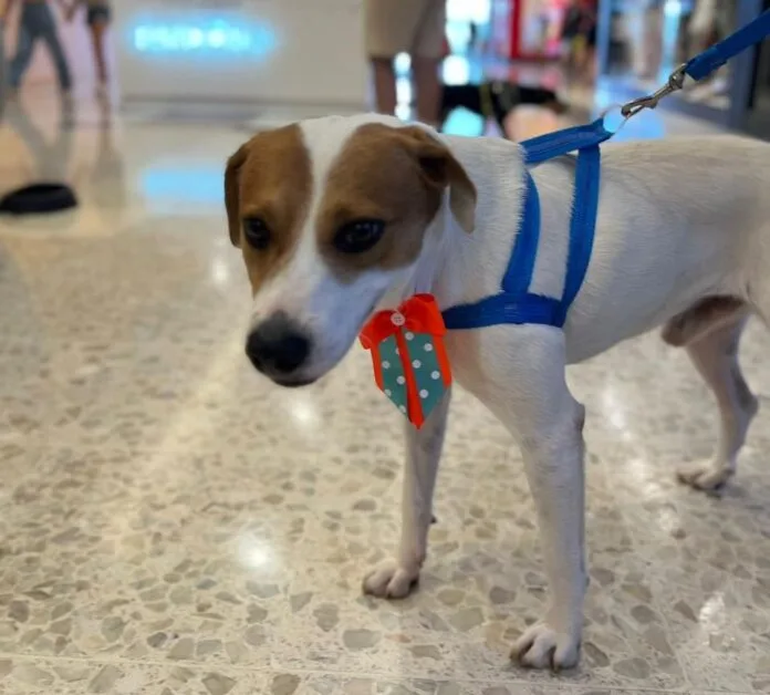 Quer adotar um pet? Feira de Adoção no Campinas Shopping é opção neste sábado