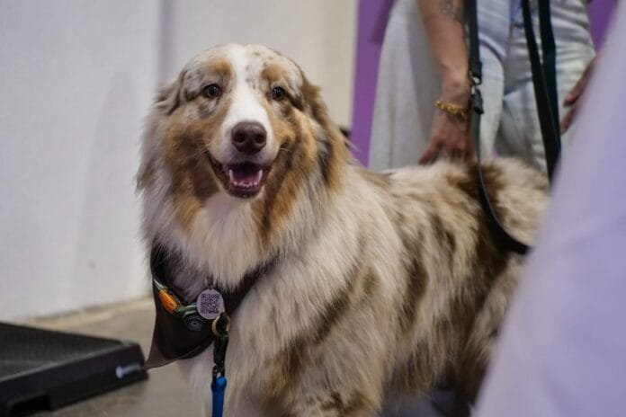 Quer saber mais sobre cães de serviço? Shopping promove evento gratuito neste sábado