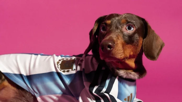 Cachorro usando uniforme inspirado na Copa do Mundo 2026 da Adidas