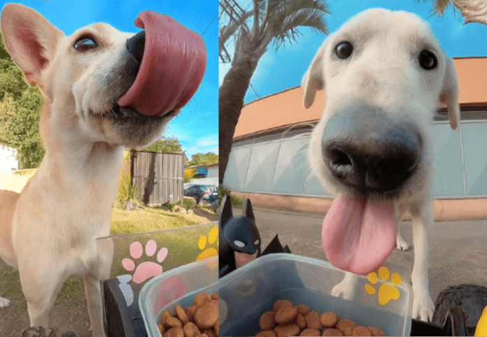 Carrinho-robô que distribui ração para animais de rua no Brasil