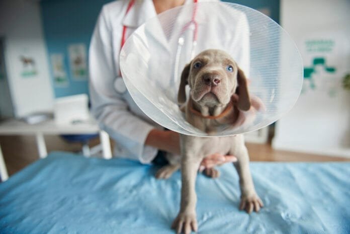 Laserterapia veterinária avança e amplia tratamentos menos invasivos para pets