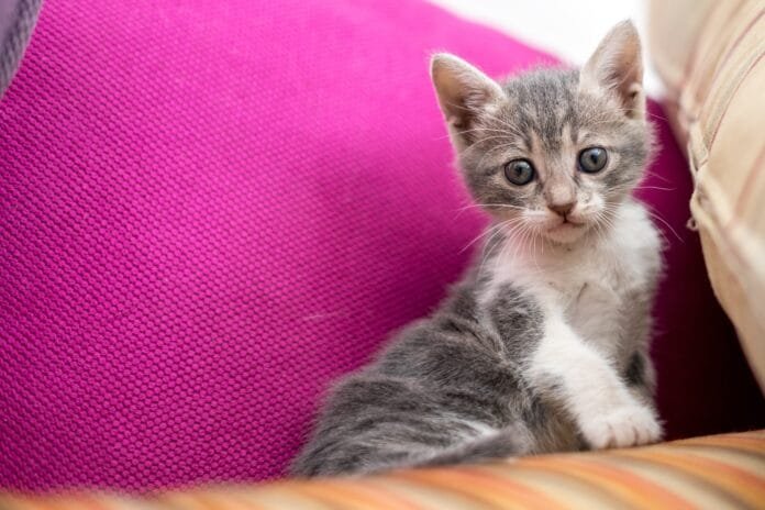 Gato filhote em casa: tudo o que você precisa saber nos primeiros dias
