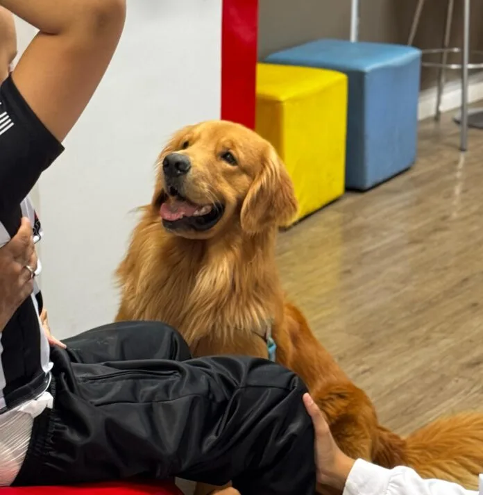 Projeto usa cães como co-terapeutas no atendimento a crianças com autismo